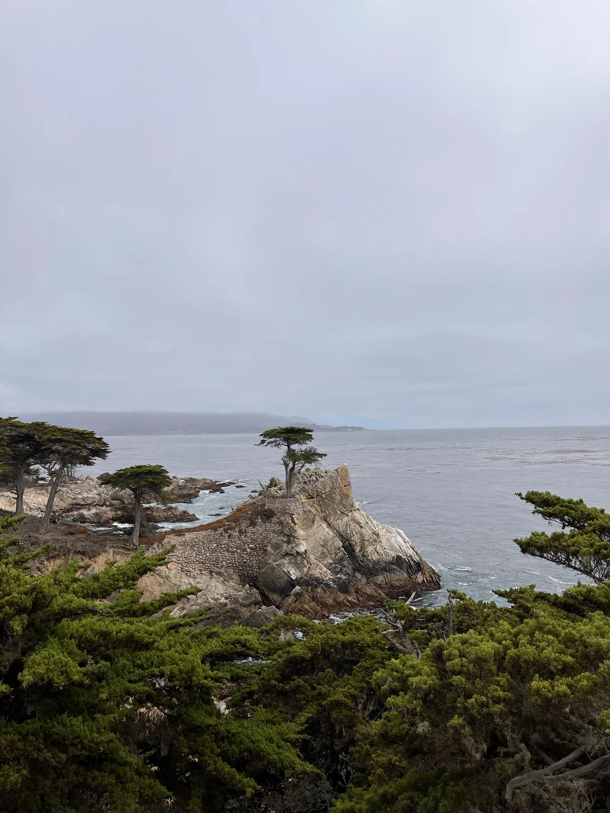 The Lone Cypress