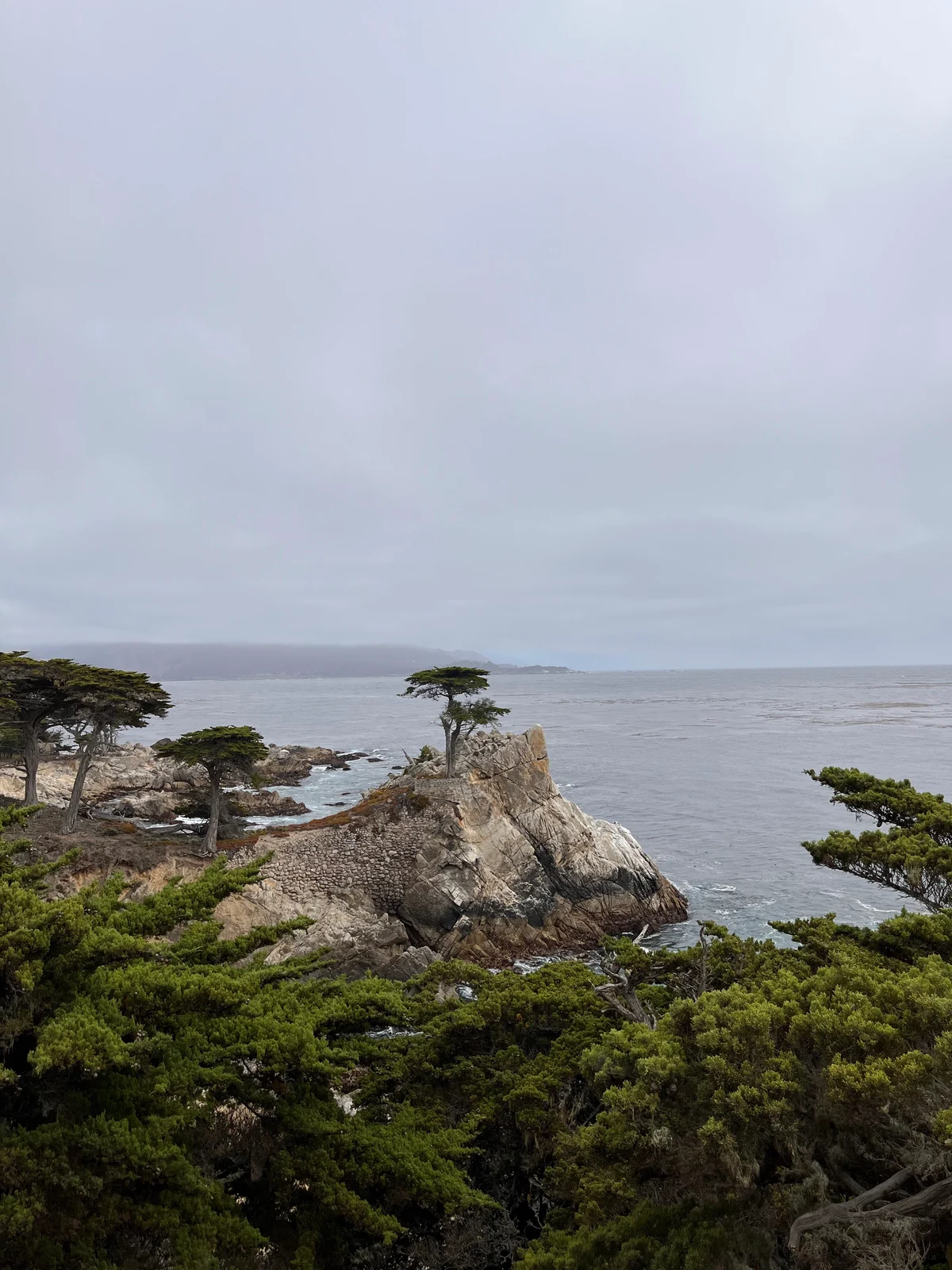 Il Cipresso Solitario